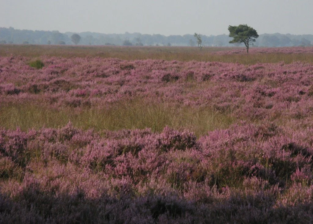 Eelde (EHGG / GRQ)